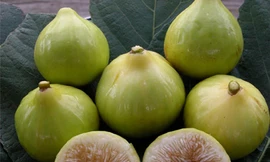 Quả sung chữa loét dạ dày, viêm khớp