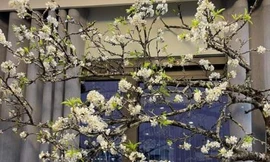 Chị em Hà thành chi tiền triệu mua ‘củi khô’, đào huyền để chơi Tết