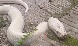 bạch xà, khổng lồ, Ninh Bình, đền thờ Mẫu thượng ngàn