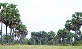 Cây thốt nốt là đặc sản, gắn bó mật thiết với người Khmer ở An Giang (Ảnh: Bảo Kỳ).