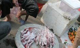 Săn chuột đồng