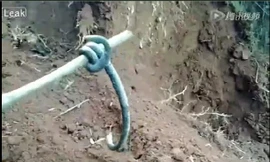 Rắn 2 đầu không đuôi kì dị