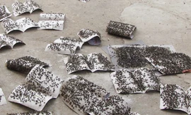 Chỉ trong một buổi sáng, những vỉ dính ruồi đã đen kịt