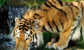 Bị cọp đuổi, mắc kẹt trên cây 3 ngày