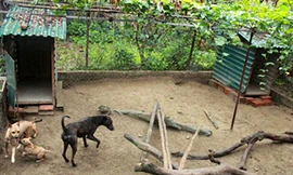 Trang trại chó Phú Quốc bạc tỷ ở Hà thành