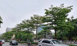 Công ty Công viên Cây xanh Hà Nội vừa thay thế hàng phong lá đỏ bằng bàng lá nhỏ trên phố Nguyễn Chí Thanh vào tháng 4/2021