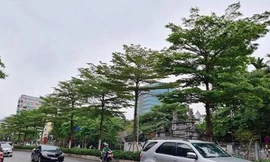 Vụ thổi giá cây xanh ở Hà Nội: Khởi tố, bắt tạm giam thêm 4 bị can