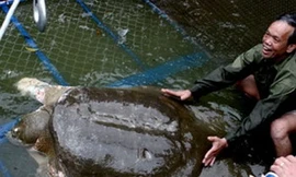 Rùa Hoàn Kiếm thuộc giống khác vẫn có cách nhân giống