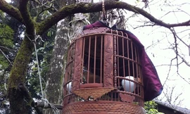 Tận thấy lồng chim ngàn đô ở Sa Pa