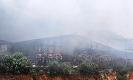 Cháy trang trại sản xuất nấm lớn nhất tỉnh Lâm Đồng 