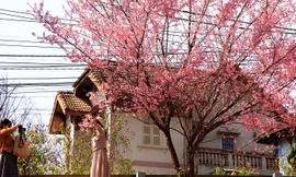 Xóa ‘mạng nhện’ để làm đẹp các phố hoa Đà Lạt