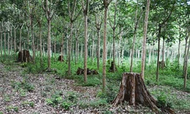 Khai trừ Đảng nguyên Chi cục trưởng Chi cục Lâm nghiệp Lâm Đồng