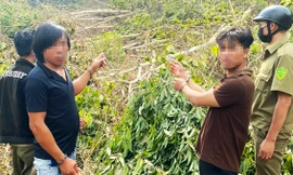 Bắt 6 đối tượng liên quan vụ thuê người phá rừng tại Lâm Đồng