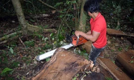 Hiện trường vụ phá rừng - ảnh Công an Lâm Hà