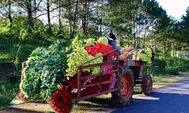 Chuyện ở ngôi làng hoa hồng số một Việt Nam