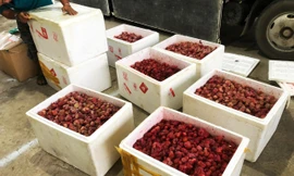 Phát hiện hơn 300 kg dâu tây 'lạ' tuồn vào Đà Lạt