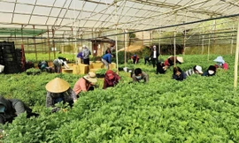 Lâm Đồng trồng rau ngắn ngày bán giá rẻ cho các tỉnh, thành vùng dịch