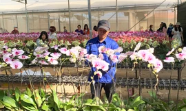 Nữ hoàng các loài hoa ở Đà Lạt tỏa hương sắc rực rỡ 