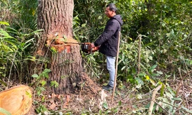 Bắt giam 9 nghi phạm trong 2 vụ phá rừng nổi cộm ở Lâm Đồng