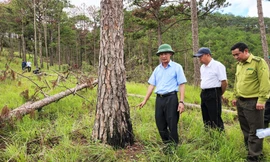 Chủ tịch tỉnh Lâm Đồng yêu cầu khởi tố vụ phá rừng phòng hộ lớn nhất ở Đà Lạt 
