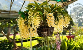 Hơn 700 tác phẩm đua sắc tại Hội thi hoa lan Đà Lạt xuân Giáp Thìn 