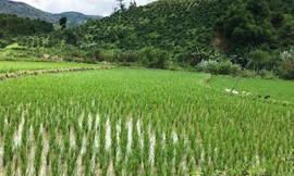 Lâm Đồng: Đề xuất miễn thuế đất cho các hộ dân tộc thiểu số thiếu đất 