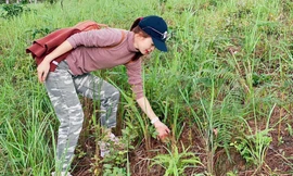 Thích mê sản vật rừng thông Đà Lạt sau những cơn mưa đầu mùa