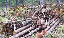 Hàng loạt cây thông bị lén lút cưa hạ