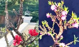 Dịp Tết, nhiều loại hoa Trung Quốc mượn danh, đội lốt hoa quý hiếm Đà Lạt