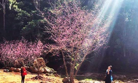 Hoa và di sản hút khách du lịch tuyến Đà Lạt - miền Trung 