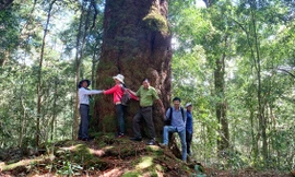 Leo núi Cổng trời thăm 'Sứ giả thời tiền sử' hơn 1.100 năm tuổi 