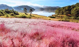 Mùa hội cỏ hồng rực rỡ ở xứ sở của người K’Ho