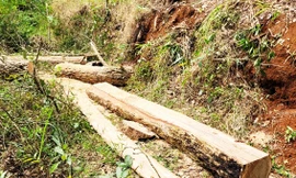 Truy bắt lâm tặc mang theo súng bỏ trốn