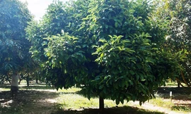 Thương lái ồ ạt ‘gom’ lá măng cụt ở Lâm Đồng: Cơ quan chức năng ra cảnh báo nóng