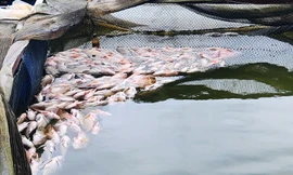 Cá chết la liệt trong hàng chục lồng nuôi ở Lâm Đồng