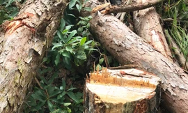 Một vụ phá rừng ở Lâm Hà