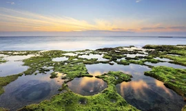 Ngỡ ngàng thảm rêu ở cung đường biển đẹp bậc nhất Việt Nam 