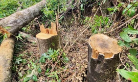 Đề nghị thu hồi nhiều dự án để mất rừng, chậm tiến độ ở Lâm Đồng 