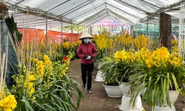 Nữ hoàng của các loại hoa ở Đà Lạt xuống phố, giá giảm 30% 