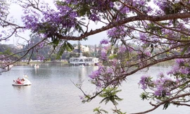 Phượng tím phủ khắp Đà Lạt, đẹp 'quên lối về'