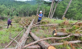 Truy thủ phạm triệt hạ 400 cây thông rừng phòng hộ tại Đà Lạt