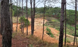 San ủi trái phép đất lâm nghiệp tại TK 267C