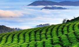 Xây dựng Đà Lạt thành trung tâm du lịch chất lượng cao ở Đông Nam Á