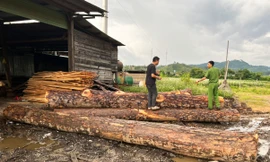 Khởi tố 4 bị can liên quan đến hàng chục khối gỗ trái phép trong xưởng cưa