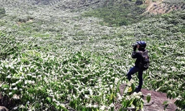 Niềm vui nhân đôi khi hoa cà phê nở trắng trời ở Lâm Đồng