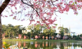 Mai anh đào nhuộm hồng hồ Xuân Hương-Ảnh: Đặng Tuấn