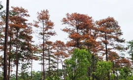 Truy tìm thủ phạm đầu độc gần 100 cây thông ba lá ở Lâm Đồng