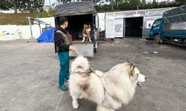 Đưa 4 chú chó Alaska ra án ngữ gốc mai ở Đà Lạt, 3 thanh niên bị phạt 