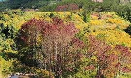 Vạt rừng bị đầu độc chết khô