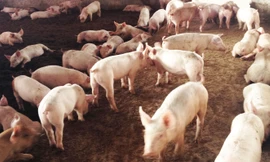 Phát triển sản xuất quy mô hàng hóa, người K’Ho xã Lộc Nam thoát nghèo